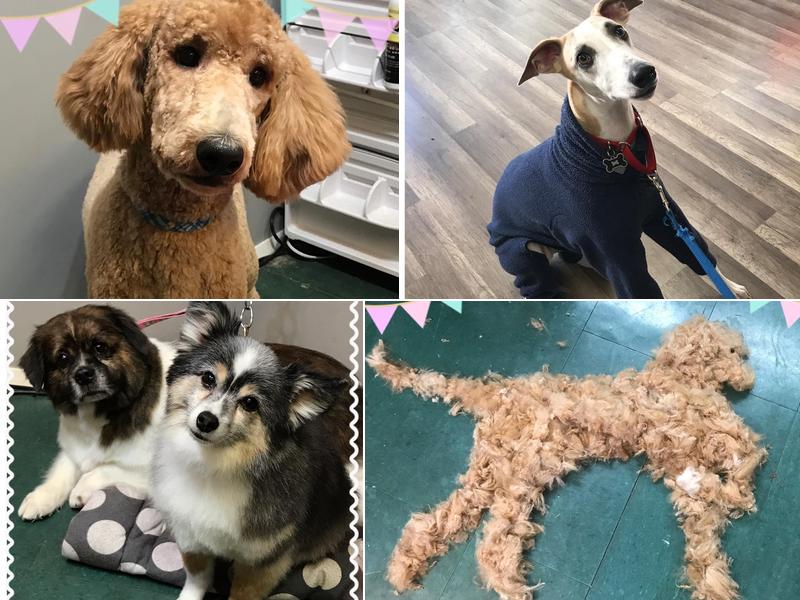 Stylin' Hounds Spa & Boutique