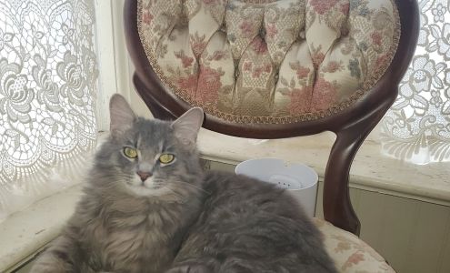 Chasing Daylight Animal Shelter