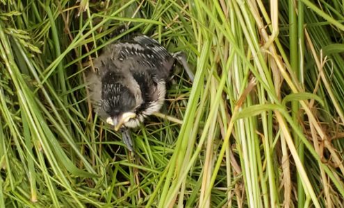 Fellow Mortals Wildlife Hospital