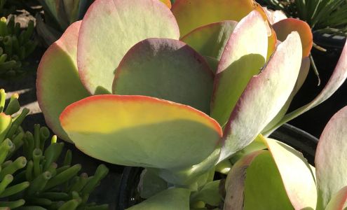 Vineland Nursery