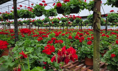Sanderlin Greenhouses Appling
