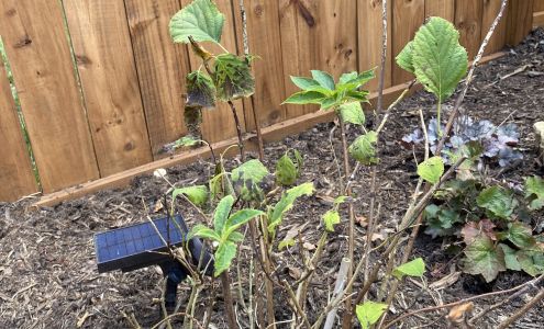 Asheville Mulch Yard (East)