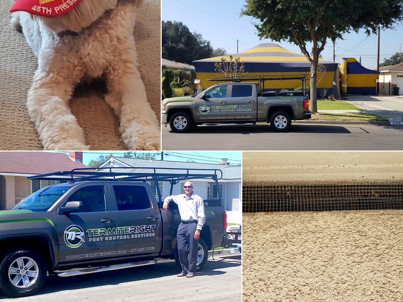 Termite Right Inc.