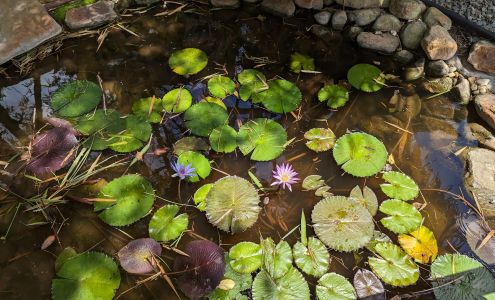 Solaris Garden Southwest Ranches