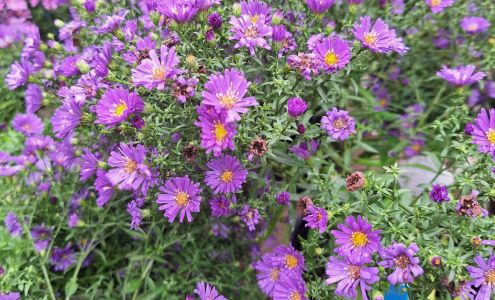 ProGreen Garden Center