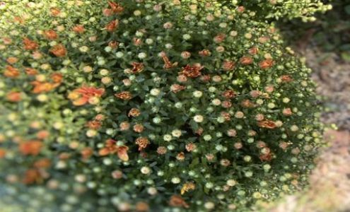 Unique Designs Nursery and Landscaping