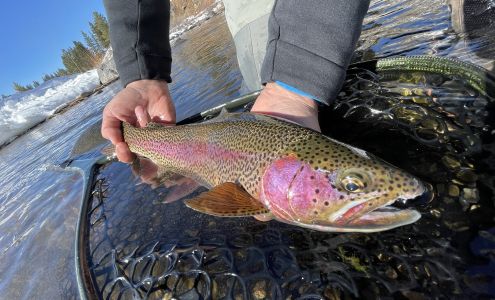 Matt Heron Fly Fishing Olympic Valley
