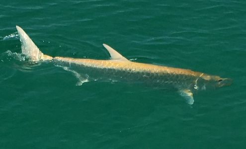 Flyliner Charters, Inc Shalimar