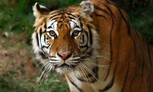 Tigers For Tomorrow Exotic Animal Preserve, Inc.