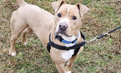 Corinth Alcorn Animal Shelter