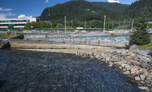 DIPAC Macaulay Salmon Hatchery