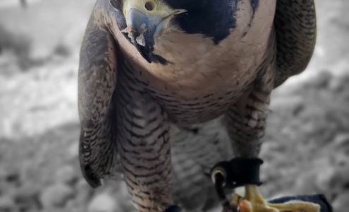 Liberty Wildlife (hospital intake daily 8-6pm, open hours vary - see website)