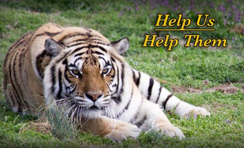 Turpentine Creek Wildlife Refuge