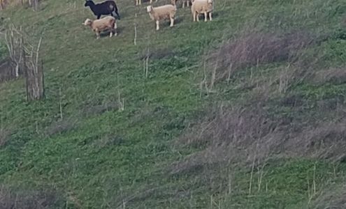 Mata Amritanandamayi Center