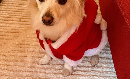 Meade Canine Rescue Foundation Creston