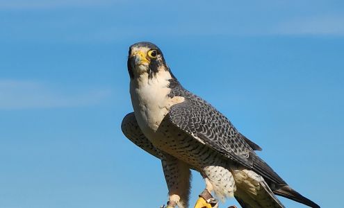 Wildlife Research Institute