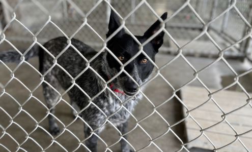 Sutter Buttes Canine Rescue