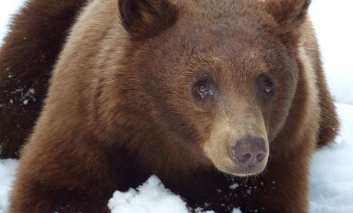 BEAR League Homewood