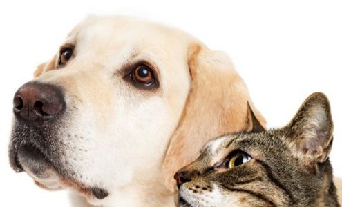 Calaveras Humane Society