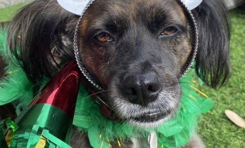 Second Chance Dog Rescue