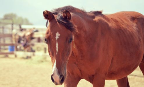 Colorado Horse Rescue