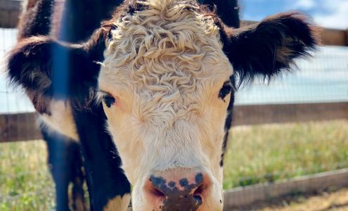 Luvin Arms Animal Sanctuary