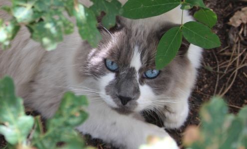 Wild Blue Cats!