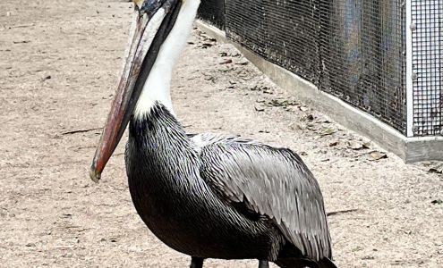 Seaside Seabird Sanctuary Indian Shores