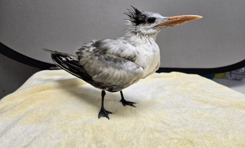 Key West Wildlife Center (24 hour rescues)