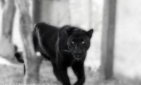 Mystic Jungle Educational Facility Inc.