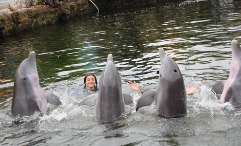 Island Dolphin Care