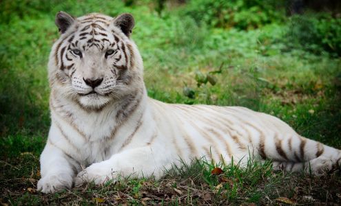 The Catty Shack Ranch Wildlife Sanctuary