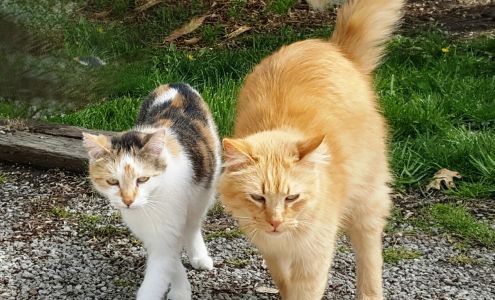 Heavenly Pet Sanctuary