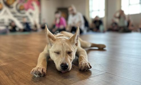 New Leash On Life - Home of The JOY Clinic