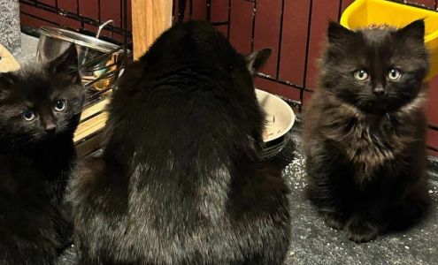 Standish Humane Society - By Appointment Only