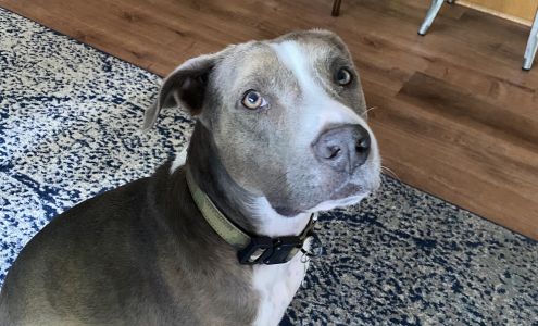 Fur Ever Home Rescue