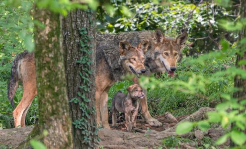 Endangered Wolf Center