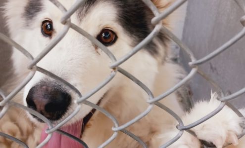 City Of Albuquerque Animal Welfare Department