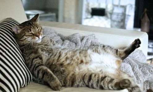 Rochester Animal Services