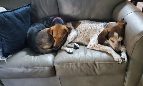 Kind Keeper Animal Rescue