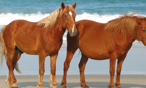 Corolla Wild Horse Fund
