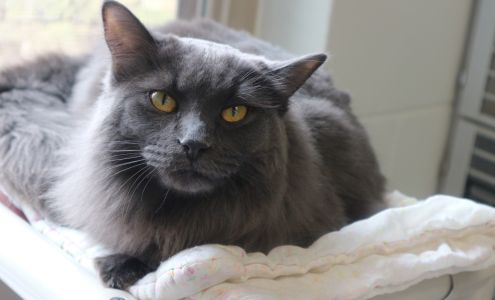 Wood County Humane Society