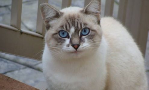 Feral Cat Coalition of Oregon