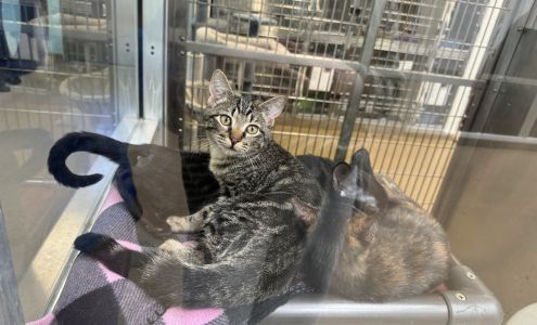 Gulf Coast Humane Society