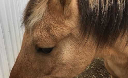 Free Rein Therapeutic Riding