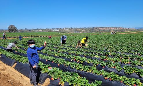 Carlsbad Strawberry Company
