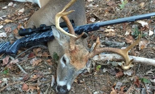 Ashland Gun Innovations