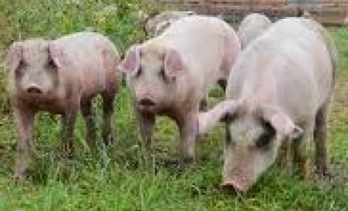 Spring Hill Meat Market