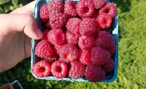 Lorence's Berry Farm