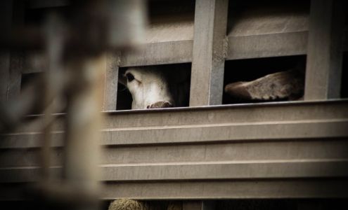 Trenton Halal Packing Co